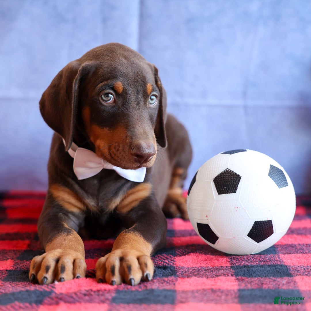 Doberman Pinscher dogs for sale: Dannie - Image 5