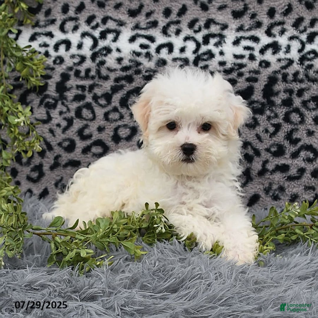 Havanese dogs for sale: Conner - Image 10