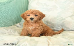 Miniature Poodle dogs for sale: Toto - Image 1