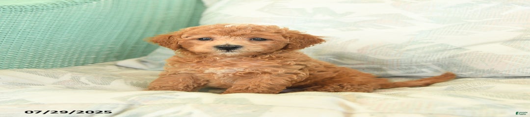 Toto