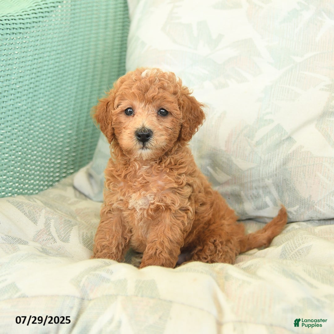Miniature Poodle dogs for sale: Toto - Image 1