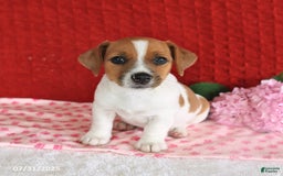 Jack Russell Terrier dogs for sale: Rusty - Image 1