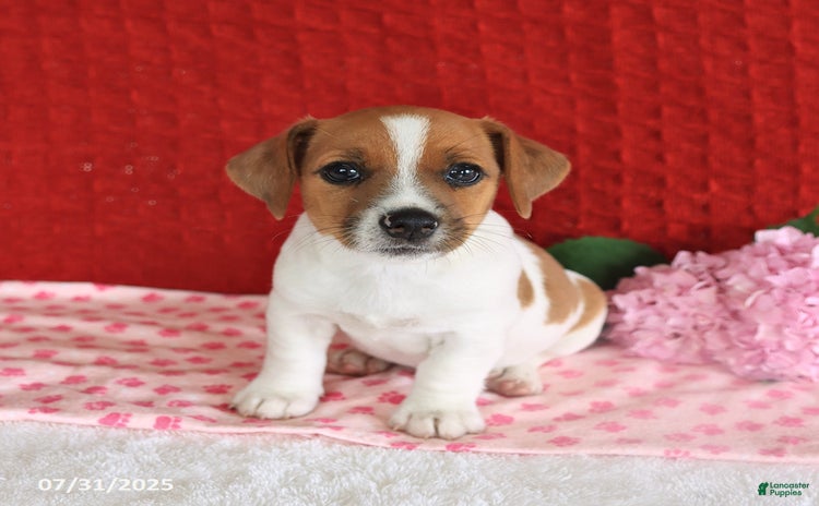 Jack Russell Terrier dogs for sale - Ad 1