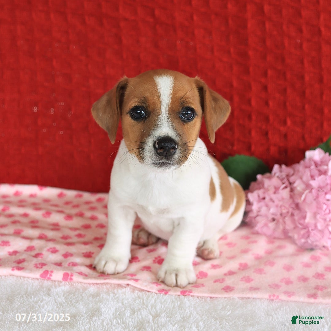 Jack Russell Terrier dogs for sale: Rusty - Image 1