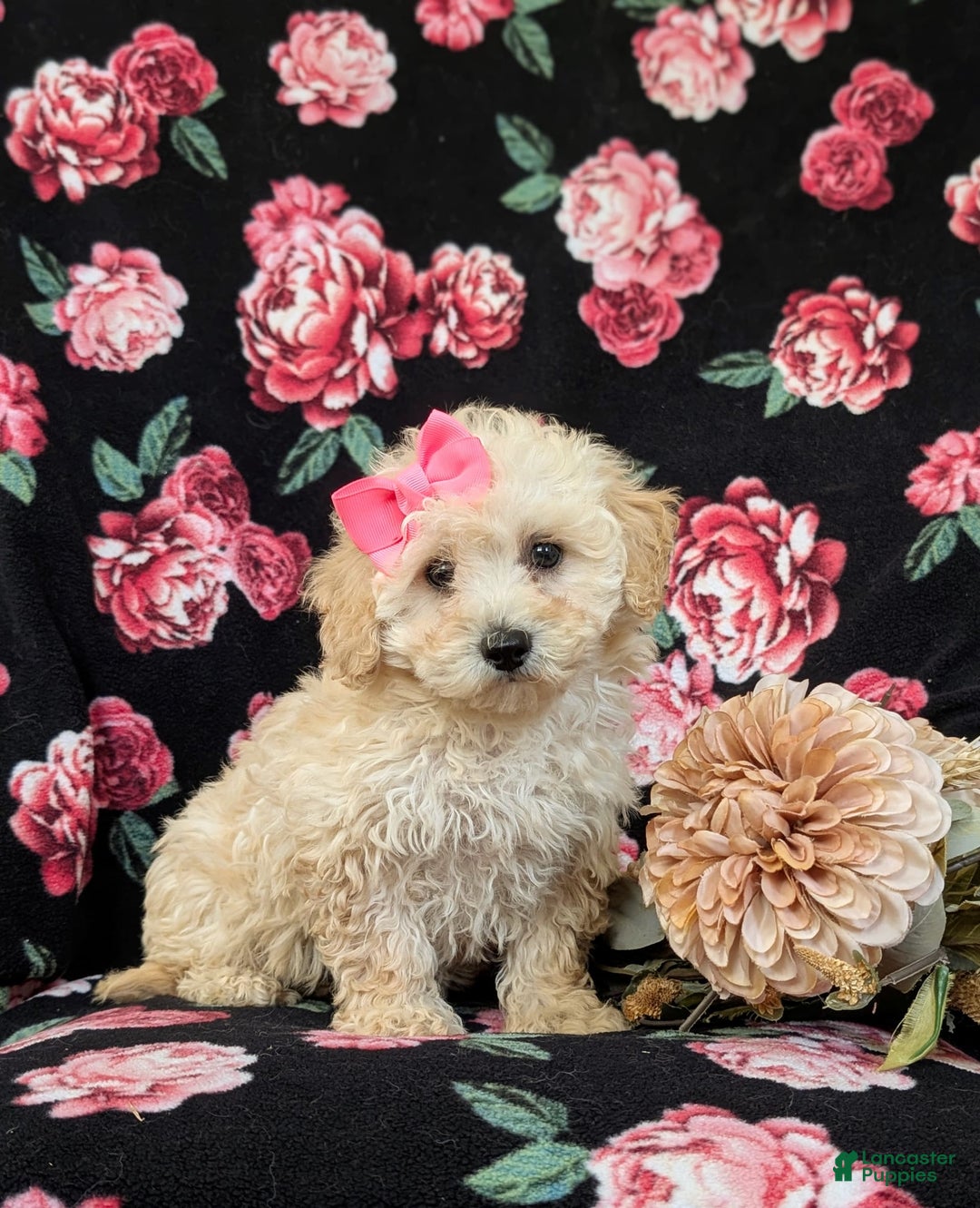Miniature Poodle dogs for sale: Devanie - Image 3