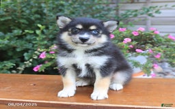 Pomsky dogs for sale: Abby - Image 1