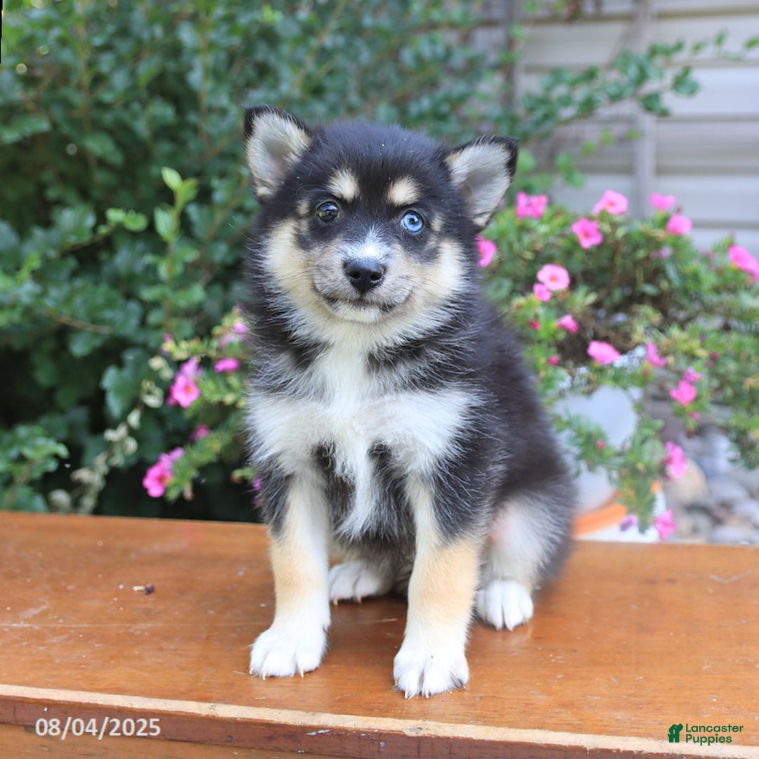 Pomsky dogs for sale: Abby - Image 1
