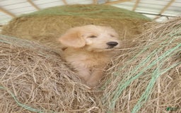 Labradoodle dogs for sale: Daisy - Image 5