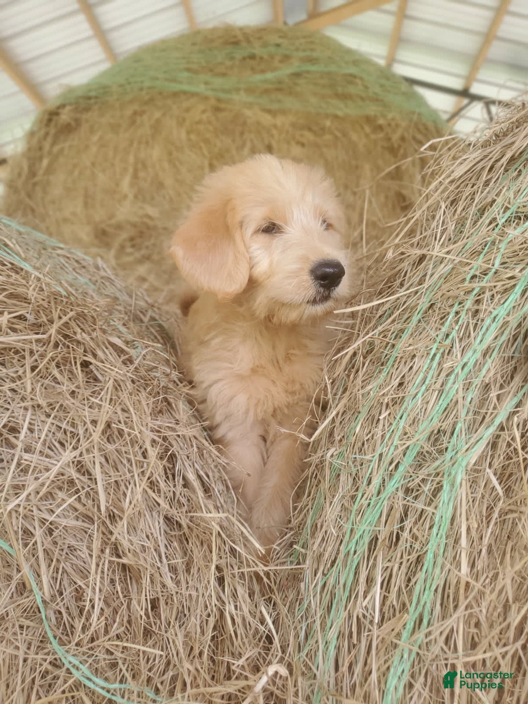 Labradoodle dogs for sale: Daisy - Image 5