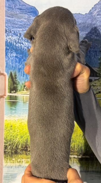 Great Dane dogs for sale: Larry - Blue - Image 2
