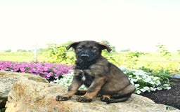 German Shepherd dogs for sale: Harley - Listing for pets: Heidi, Hank, Harley, Haven, Harper, Hudson, Harry, Hunter - Image 3