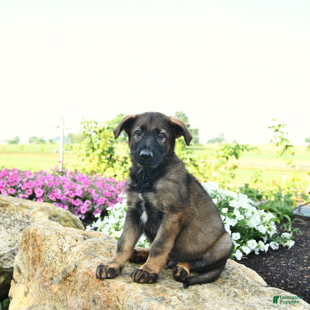 German Shepherd dogs for sale: Harley - Listing for pets: Heidi, Hank, Harley, Haven, Harper, Hudson, Harry, Hunter - Image 3