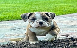 English Bulldog dogs for sale: Sabrina - Image 2