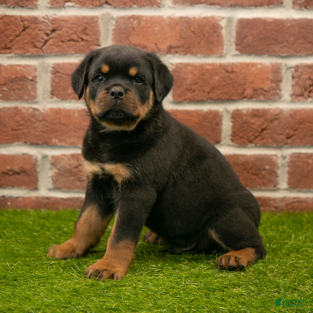 Rottweiler dogs for sale: Elliot - Image 6