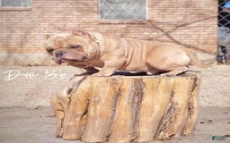 American Bully dogs for sale: Sass - Image 3