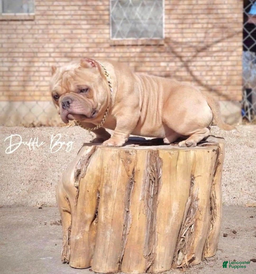 American Bully dogs for sale: Sass - Image 3