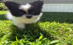 Papillon dogs for sale: Grizzle - Image 2