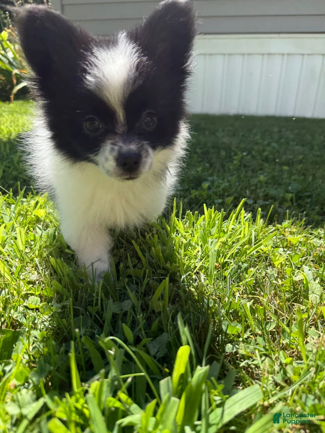 Papillon dogs for sale: Grizzle - Image 2