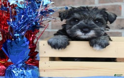 Miniature Schnauzer dogs for sale: Keira - Image 4