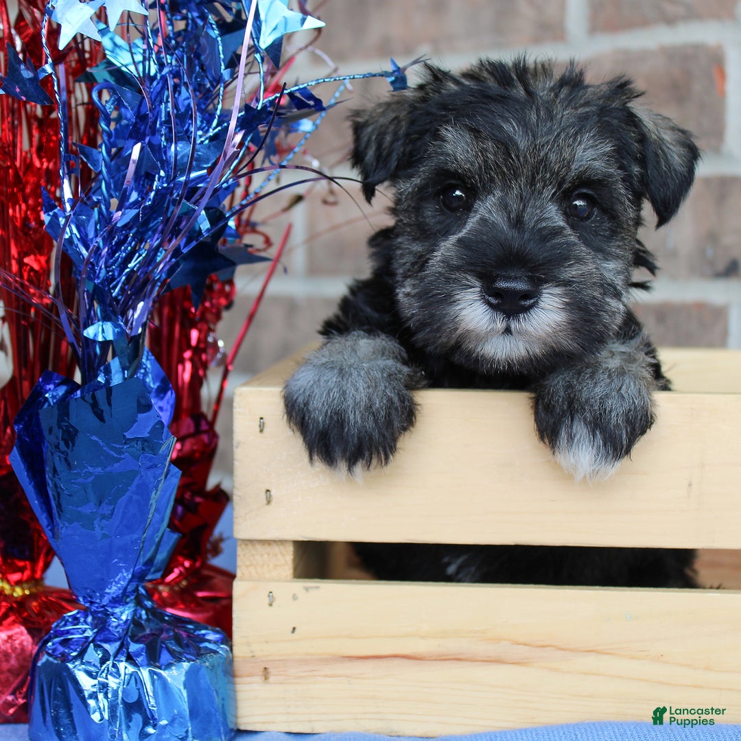Miniature Schnauzer dogs for sale: Keira - Image 4