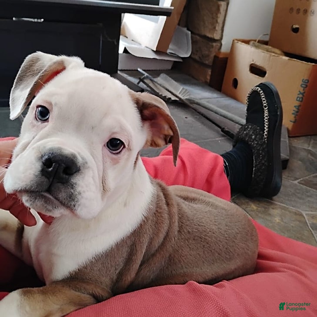 Boston Terrier dogs for sale: Porky - Image 3