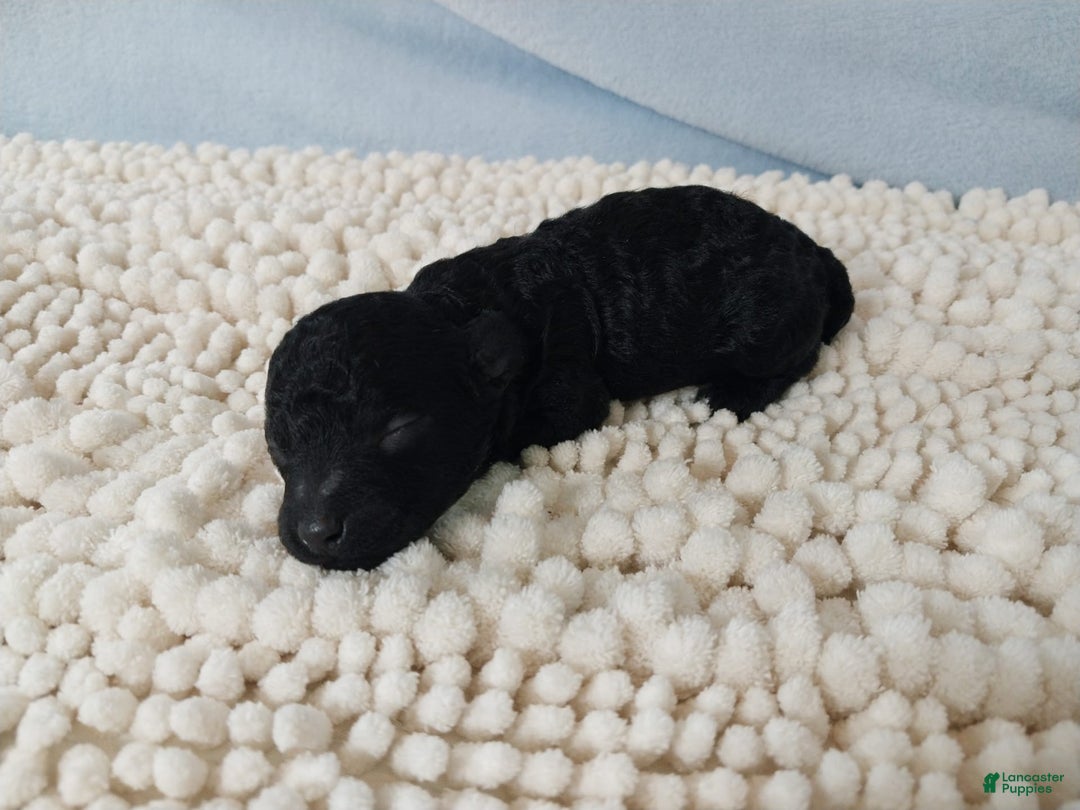 Toy Poodle dogs for sale: Kody - Image 1