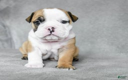 English Bulldog dogs for sale: Mary - Image 1