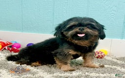 Shih Tzu dogs for sale: Melissa - Image 5