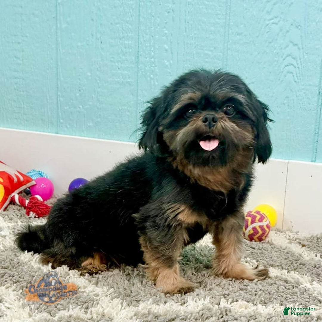 Shih Tzu dogs for sale: Melissa - Image 5