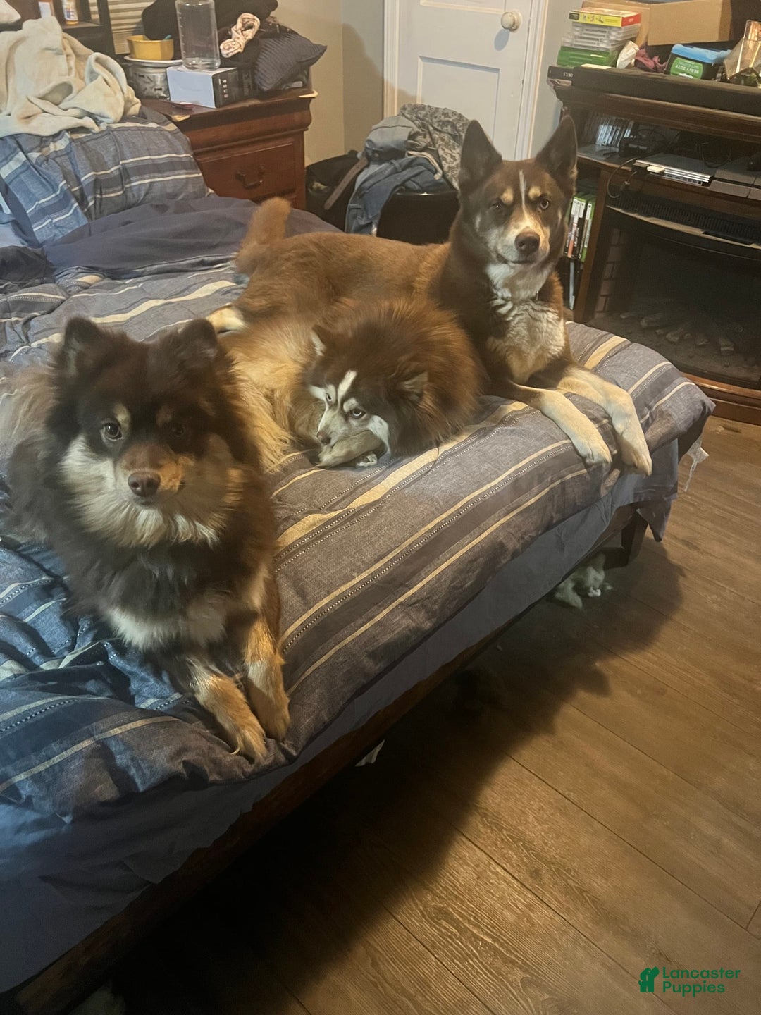 Pomsky dogs for sale: Dove - Image 9
