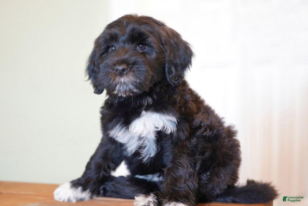 Portuguese Water Dog dogs for sale: Boots - Image 12