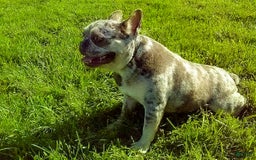 French Bulldog dogs for sale: Tank - Image 10