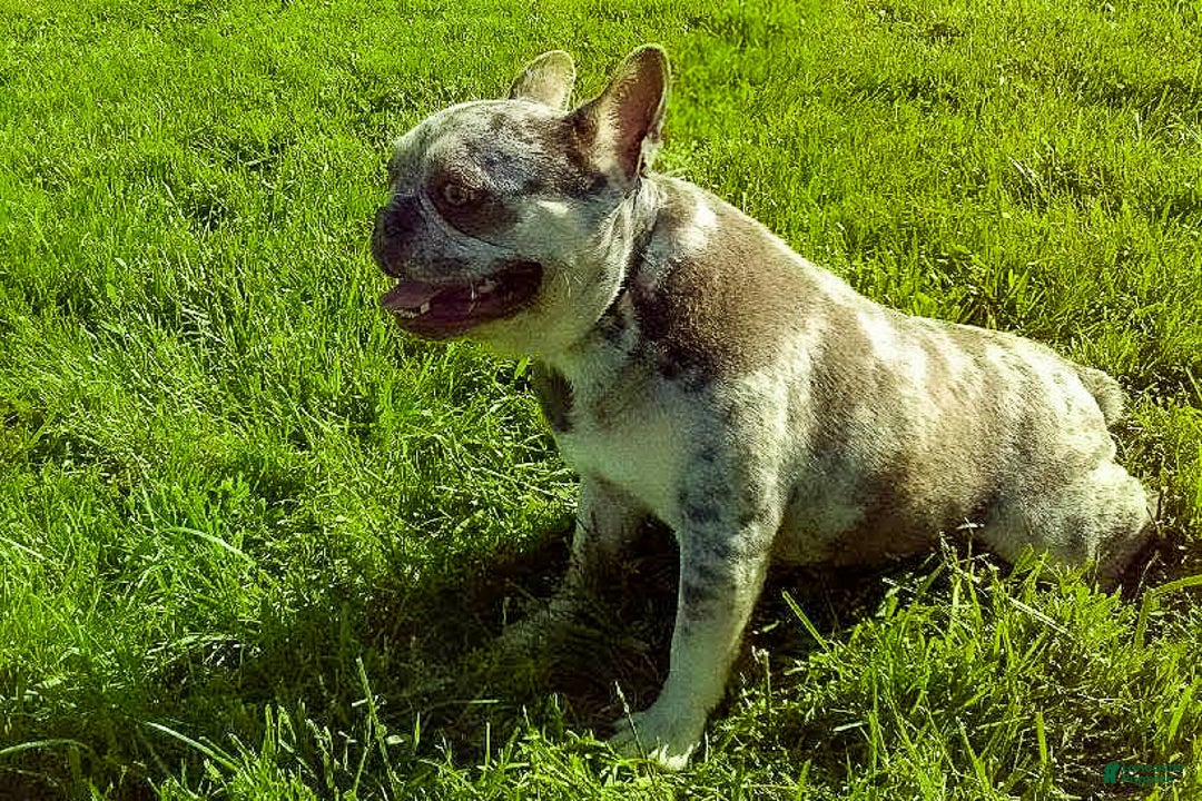 French Bulldog dogs for sale: Tank - Image 10