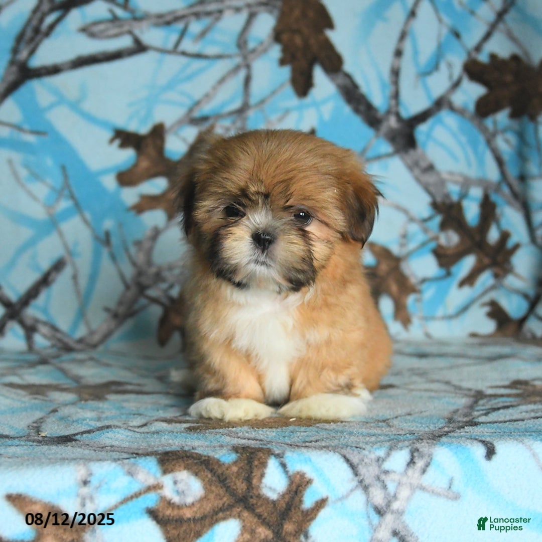 Shih Tzu dogs for sale: Rain - Image 4