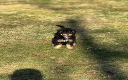 Yorkiepoo dogs for sale: Messie - Image 2
