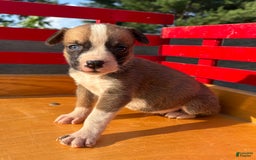 Boxer dogs for sale: Polly - Image 2