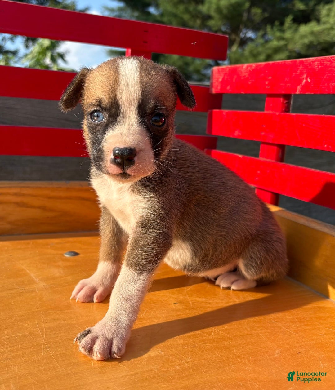 Boxer dogs for sale: Polly - Image 2