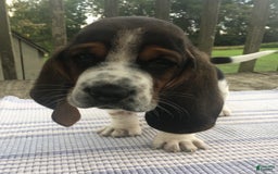 Basset Hound dogs for sale: Willie - Image 2