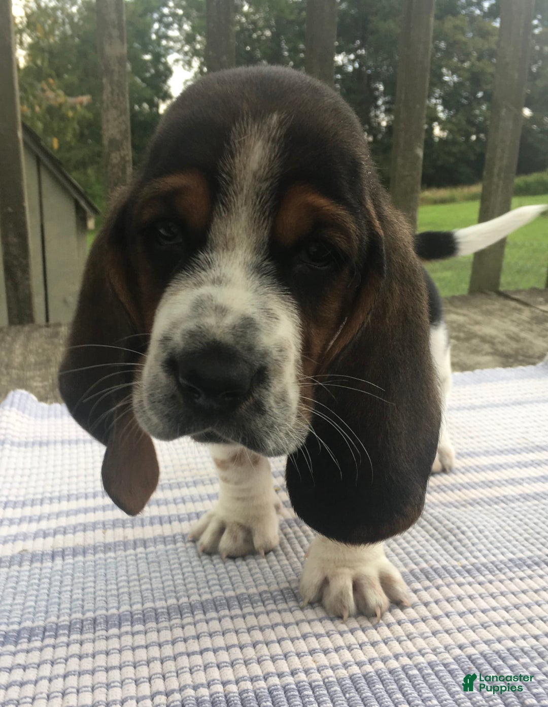 Basset Hound dogs for sale: Willie - Image 2