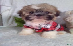 Shih Tzu dogs for sale: Hunter - Image 8