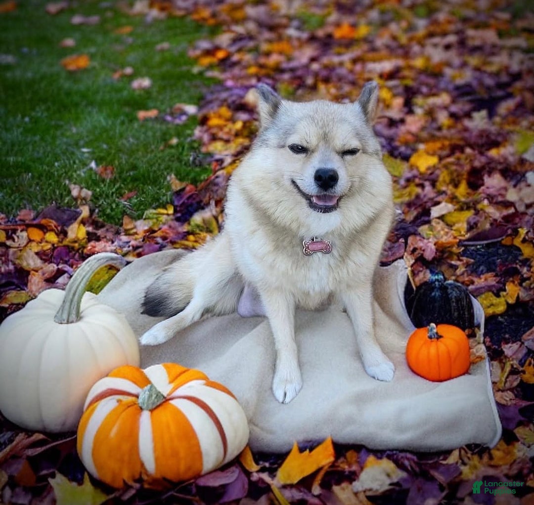 Pomsky dogs for sale: Grumpy - Image 5