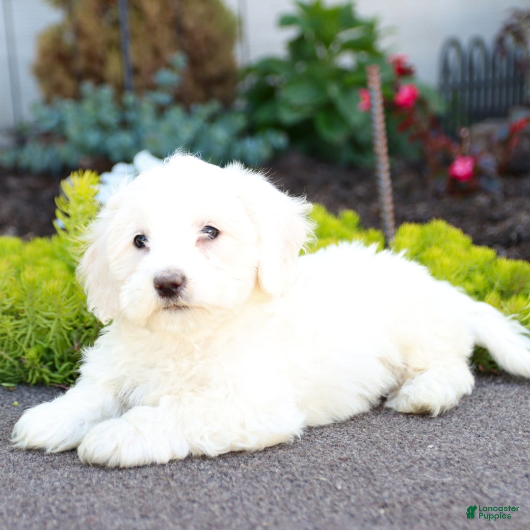 Maltipoo dogs for sale: Ghost - Image 2