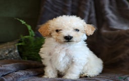 Bichpoo dogs for sale: Cupcake - Image 1