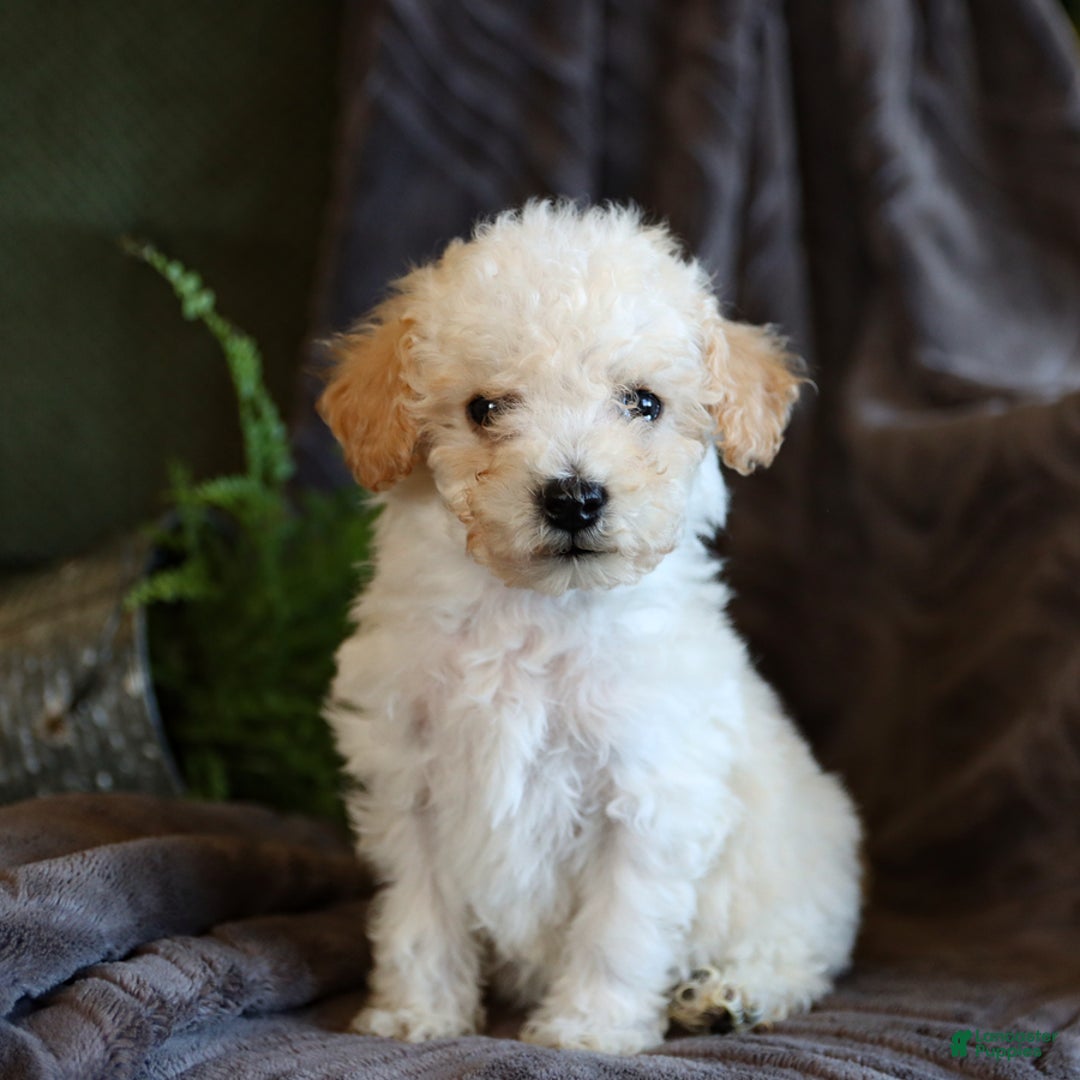 Bichpoo dogs for sale: Cupcake - Image 1