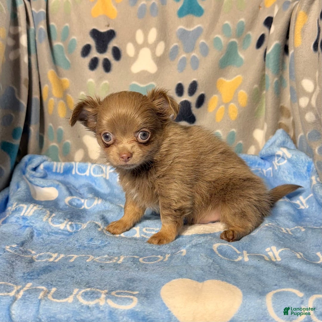 Chihuahua dogs for sale: Tobias Lavender Long Coat - Image 26