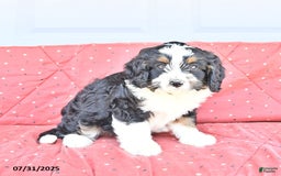 Miniature Bernese Mountain Dog dogs for sale: Ted - Image 3
