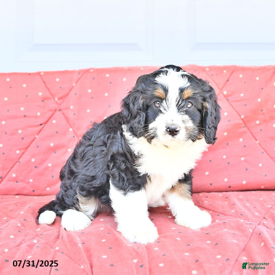 Miniature Bernese Mountain Dog dogs for sale: Ted - Image 3