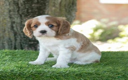 Cavalier King Charles Spaniel dogs for sale: Scout - Image 3