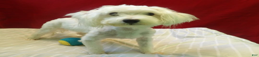 Rex