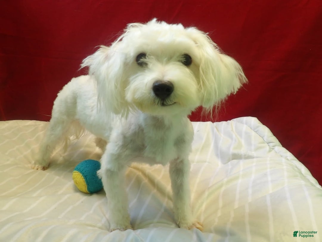 Maltese dogs for sale: Rex - Image 2